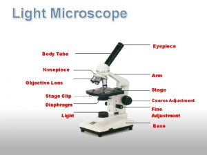 Light Microscope Eyepiece Body Tube Nosepiece Arm Objective