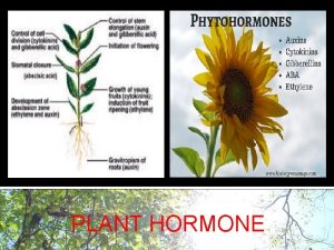 Plant hormones PLANT HORMONE Hormones From Gr to