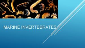 MARINE INVERTEBRATES Marine Invertebrates Animals that do not