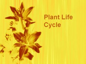 Plant Life Cycle Life cycle of a plant