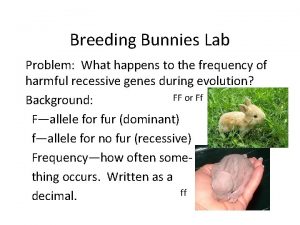 Breeding Bunnies Lab Problem What happens to the