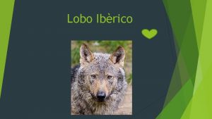 Lobo Ibrico Lobo Ibrico Lobo Ibrico Canis Lupus