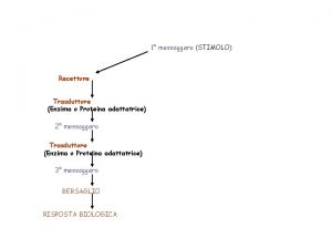 1 messaggero STIMOLO Recettore Trasduttore Enzima o Proteina