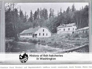 History of fish hatcheries in Washington Photo courtesy