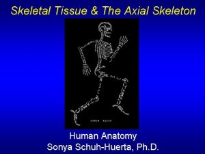 Skeletal Tissue The Axial Skeleton Human Anatomy Sonya