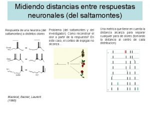 Midiendo distancias entre respuestas neuronales del saltamontes Respuesta