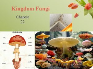 Kingdom Fungi Chapter 22 What are Fungi Eukaryotic