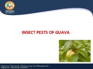 Centurion UNIVERSITY INSECT PESTS OF GUAVA Centurion University