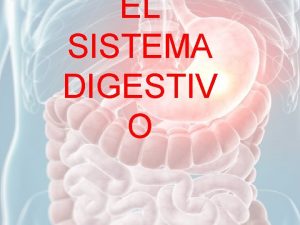 EL SISTEMA DIGESTIV O El sistema digestivo se