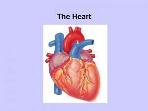 The Heart Pulmonary Circulation and Systemic Circulation The