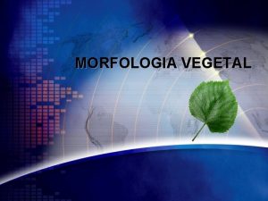 MORFOLOGIA VEGETAL Morfologia da Raiz Coifa Clulas produzidas