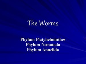 The Worms Phylum Platyhelminthes Phylum Nematoda Phylum Annelida