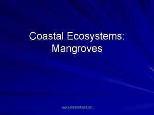 Coastal Ecosystems Mangroves www assignmentpoint com Mangrove Ecosystems