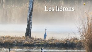 Les hrons Cliquez pour avancer Le hron cendr