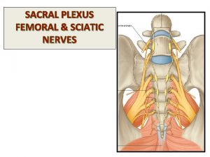 SACRAL PLEXUS FEMORAL SCIATIC NERVES OBJECTIVES By the