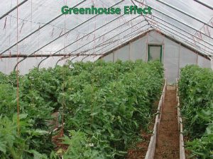 Greenhouse Effect Greenhouse Effect A natural process by