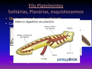 Filo Platelmintos Solitrias Planrias esquistossomos So os vermes