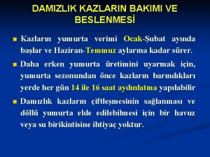 DAMIZLIK KAZLARIN BAKIMI VE BESLENMES n Kazlarn yumurta