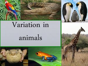 Variation in animals Birds Birds have a beak