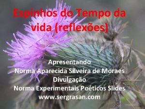 Espinhos do Tempo da vida reflexes Apresentando Norma