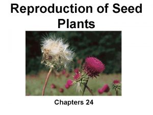 Reproduction of Seed Plants Chapters 24 Reproduction with