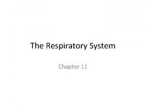 The Respiratory System Chapter 11 Purpose The purpose