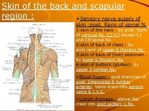 Skin of the back and scapular region Sensory
