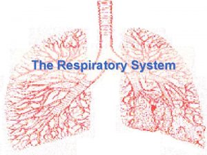 The Respiratory System Functions Respiration breathing Ventilation moving