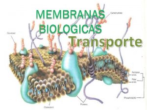 Transporte Transporte a travs de la membrana TRANSPORTE