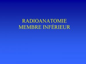 RADIOANATOMIE MEMBRE INFRIEUR Les structures articulaires Les piphyses