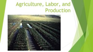 Agriculture Labor and Production Guilds and Peasant Labor