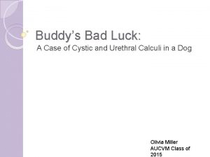 Buddys Bad Luck A Case of Cystic and