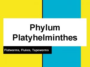 Phylum Platyhelminthes Flatworms Flukes Tapeworms General Characteristics Freeliving