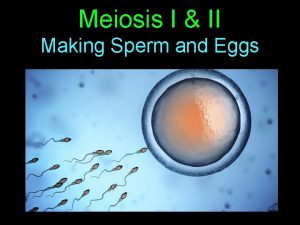 Meiosis I II Making Sperm and Eggs Learning