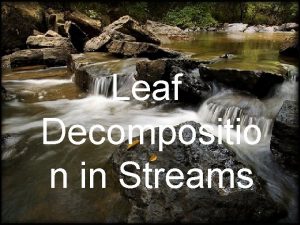 Leaf Decompositio n in Streams Terrestrial leaf litter