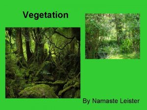 Vegetation By Namaste Leister Types of Vegetation There