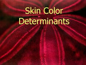 Skin Color Determinants Normal Skin Color Determinants Melanin