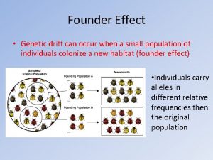 Founder Effect Genetic drift can occur when a