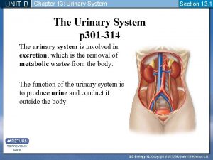 UNIT B Chapter 13 Urinary System The Urinary