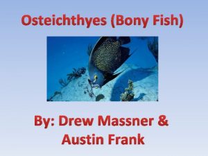 Osteichthyes Bony Fish By Drew Massner Austin Frank