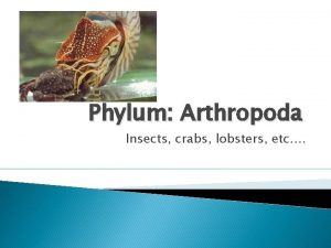 Phylum Arthropoda Insects crabs lobsters etc General Information