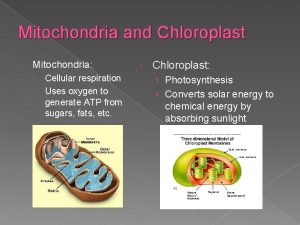 Mitochondria and Chloroplast Mitochondria Cellular respiration Uses oxygen