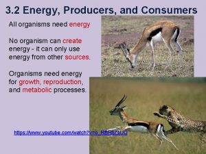 3 2 Energy Producers and Consumers All organisms
