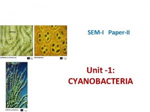 SEMI PaperII Unit 1 CYANOBACTERIA History Oldest photosynthetic