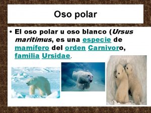 Oso polar El oso polar u oso blanco