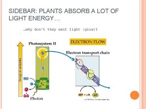 SIDEBAR PLANTS ABSORB A LOT OF LIGHT ENERGY