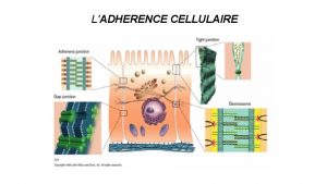 LADHERENCE CELLULAIRE LA MATRICE EXTRACELLULAIRE Les matrices extracellulaires