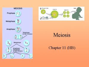 Meiosis Chapter 11 HB Chromosome Number Organisms have