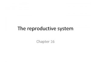 The reproductive system Chapter 16 Male reproductive system