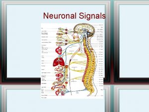 Neuronal Signals Main Point 1 Neurons sense stimuli